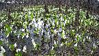 mizubasho2-20250413171030.jpg