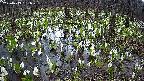 mizubasho2-20250413181027.jpg