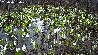 mizubasho2-20250414050028.jpg