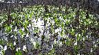 mizubasho2-20250414054030.jpg