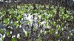 mizubasho2-20250414055027.jpg