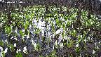 mizubasho2-20250414060026.jpg