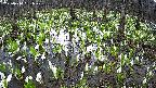 mizubasho2-20250414061029.jpg