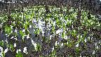 mizubasho2-20250414062032.jpg