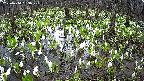 mizubasho2-20250414063029.jpg