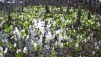 mizubasho2-20250414065032.jpg