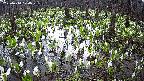 mizubasho2-20250414070028.jpg