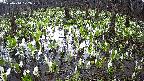 mizubasho2-20250414072028.jpg