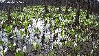 mizubasho2-20250414075028.jpg