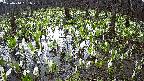 mizubasho2-20250414081027.jpg