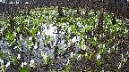 mizubasho2-20250414084029.jpg