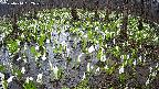 mizubasho2-20250414092030.jpg