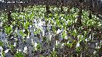 mizubasho2-20250414100029.jpg