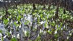 mizubasho2-20250414101031.jpg