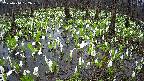 mizubasho2-20250414102032.jpg