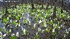 mizubasho2-20250414105030.jpg