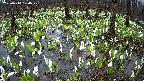 mizubasho2-20250414120030.jpg
