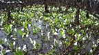 mizubasho2-20250414123030.jpg