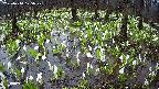 mizubasho2-20250414125029.jpg
