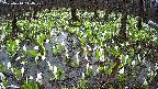mizubasho2-20250414144029.jpg