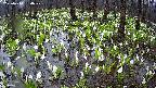 mizubasho2-20250414160029.jpg