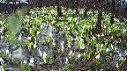 mizubasho2-20250414162029.jpg