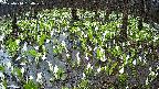mizubasho2-20250414180027.jpg