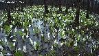 mizubasho2-20250414182030.jpg