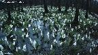 mizubasho2-20250414184027.jpg