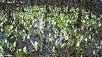 mizubasho2-20250415052027.jpg