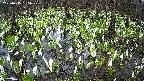mizubasho2-20250415055030.jpg