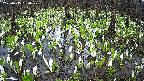 mizubasho2-20250415060029.jpg