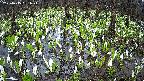 mizubasho2-20250415061026.jpg