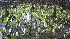mizubasho2-20250415064029.jpg