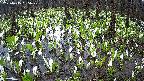 mizubasho2-20250415065029.jpg