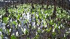 mizubasho2-20250415071031.jpg