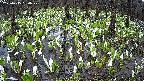 mizubasho2-20250415090029.jpg