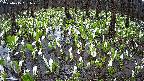 mizubasho2-20250415091032.jpg
