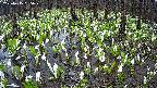 mizubasho2-20250415095028.jpg