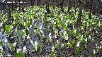 mizubasho2-20250415100030.jpg
