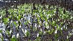 mizubasho2-20250415103036.jpg