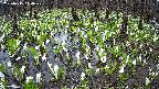 mizubasho2-20250415110030.jpg