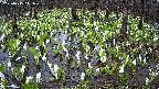 mizubasho2-20250415111031.jpg