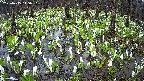 mizubasho2-20250415115033.jpg