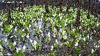 mizubasho2-20250415120032.jpg