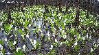 mizubasho2-20250415121028.jpg