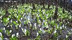 mizubasho2-20250415124029.jpg