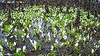 mizubasho2-20250415125030.jpg