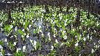 mizubasho2-20250415130030.jpg