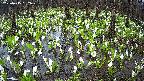 mizubasho2-20250415132031.jpg